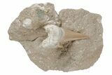 Otodus Shark Tooth Fossil in Rock - Eocene #215639-1